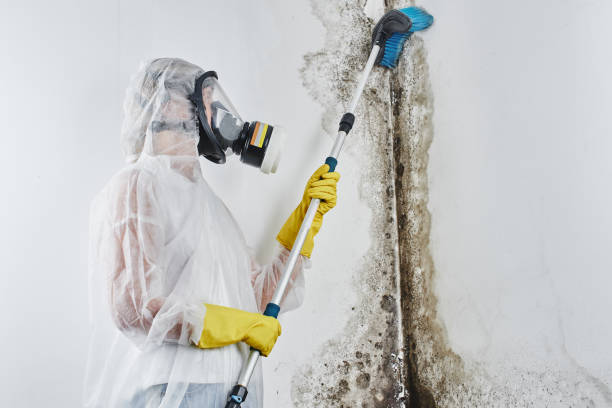 Best Basement Mold Remediation in Taft, FL