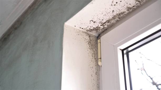 Best Mold Remediation for Specific Building Types in Taft, FL