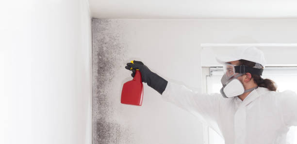 Best White Mold Remediation in Taft, FL