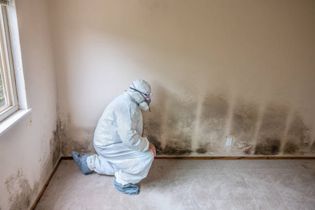 Best Residential Mold Remediation in Taft, FL