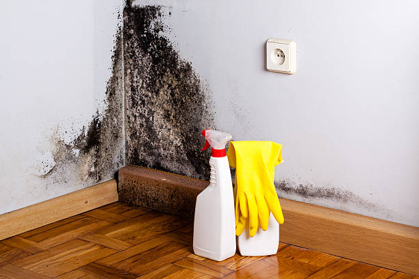 Best Residential Mold Remediation in Taft, FL