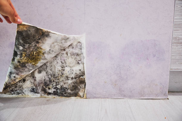 Best Commercial Mold Remediation in Taft, FL